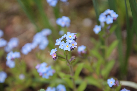 Foregt-me-nots