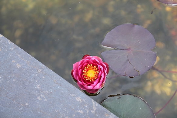 water Lily