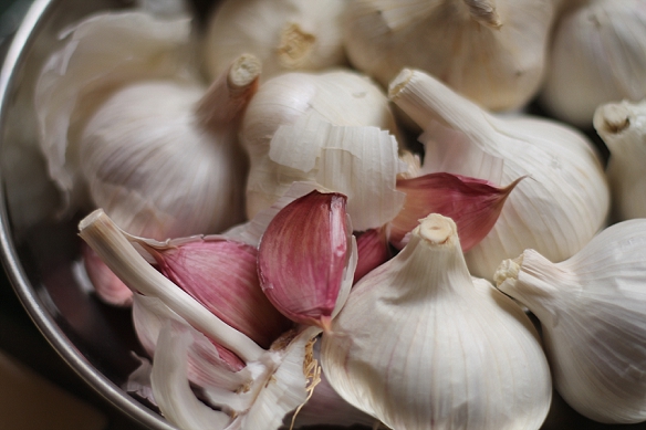 Garlic