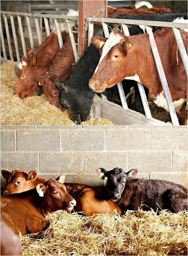 Home Farm at The Goodwood Hotel