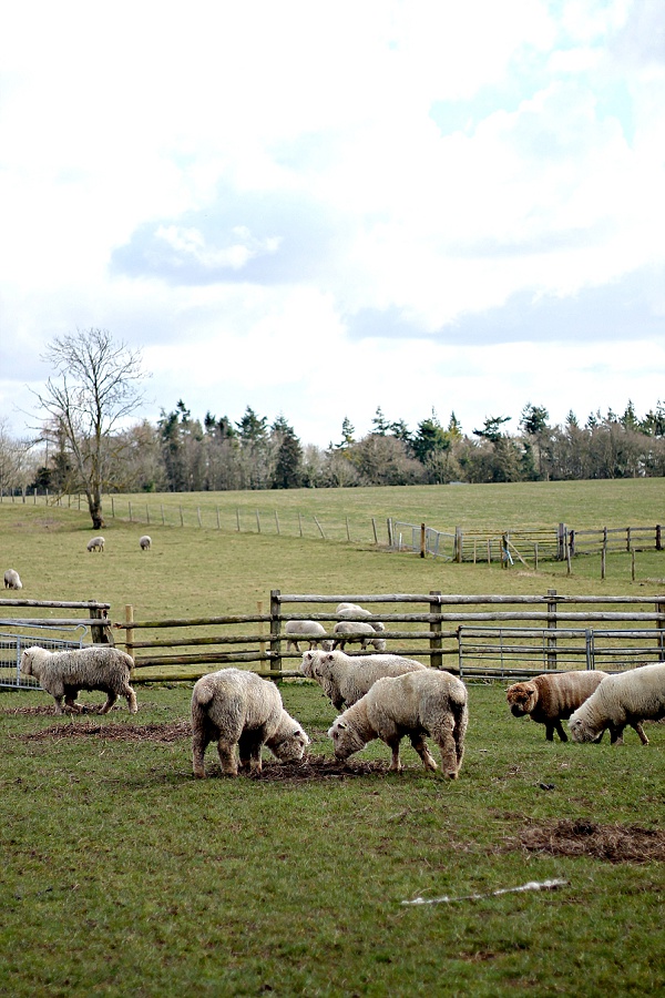 Home Farm at The Goodwood Hotel