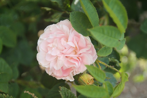 Love Audrey UK Lifestyle Blog Rose