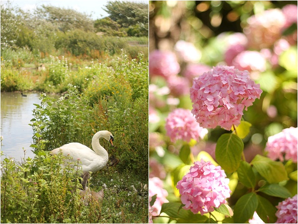 Love Audrey Abbotsbury Swannery Dorset