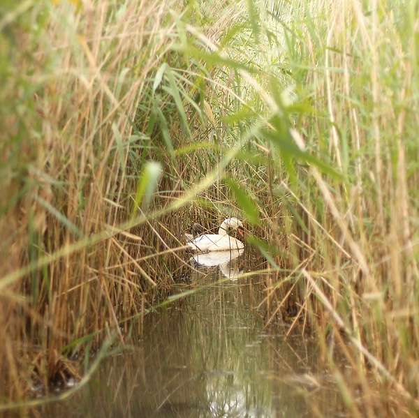 Love Audrey Abbotsbury Swannery Dorset 