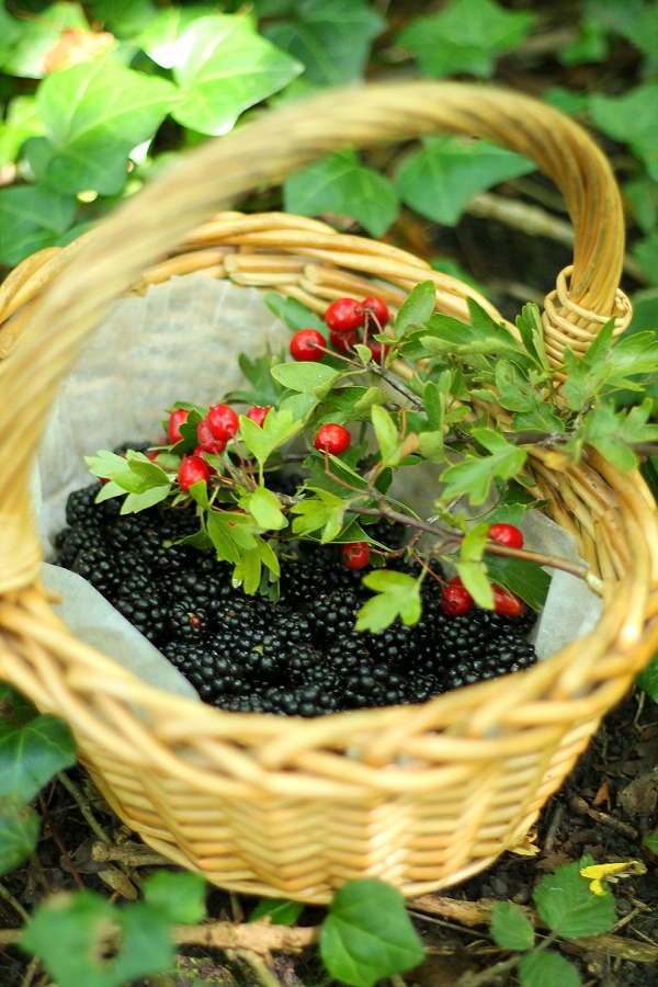Love Audrey Blackberry Picking Troopers Hill Bristol