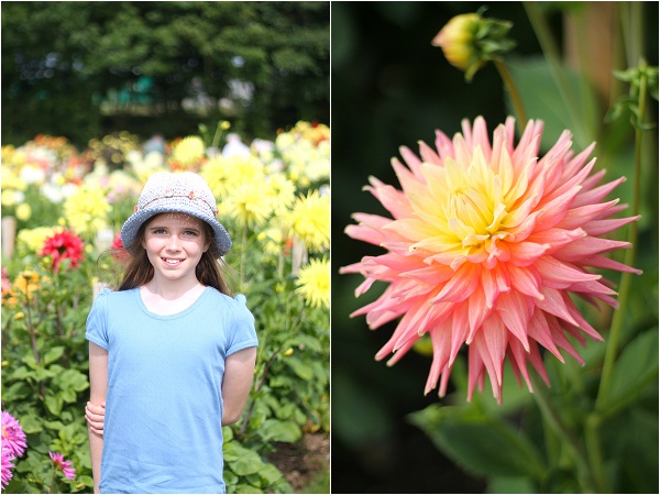 National Dahlia Collection Varfell Farm Cornwall