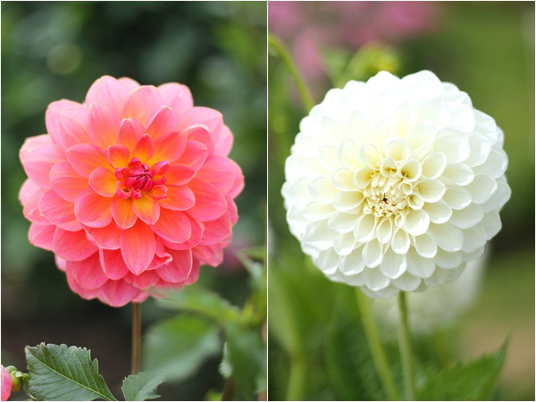 National Dahlia Collection Varfell Farm Cornwall