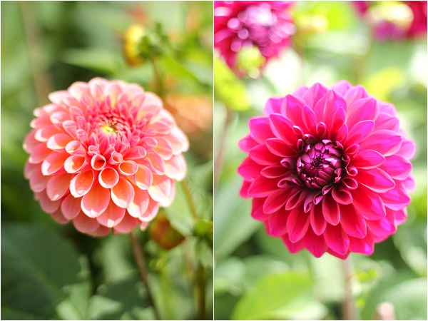 National Dahlia Collection Varfell Farm Cornwall