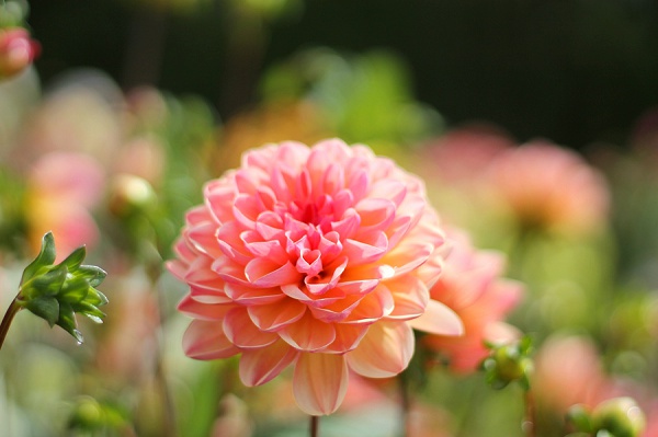 National Dahlia Collection Varfell Farm Cornwall