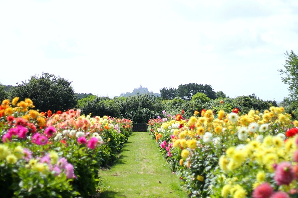 National Dahlia Collection Varfell Farm Cornwall