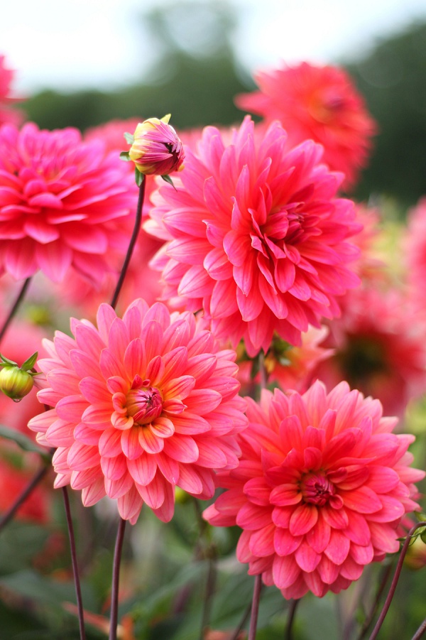 National Dahlia Collection Varfell Farm Cornwall