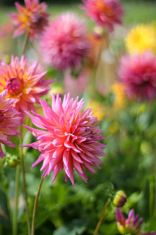 National Dahlia Collection Varfell Farm Cornwall