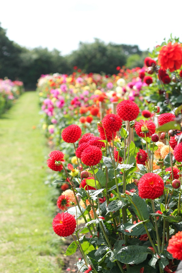 National Dahlia Collection Varfell Farm Cornwall
